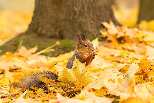 Time To Gather Nuts - ExcellentSupply.com